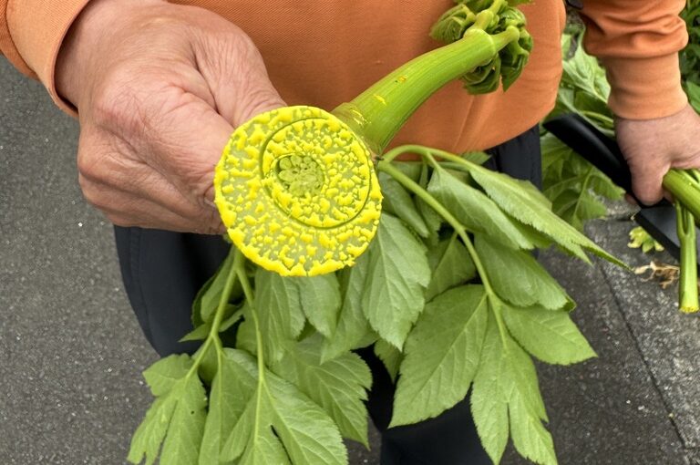 明日葉香港｜日本製烘焙茶包｜明日葉養生排毒系列-大輪明日葉